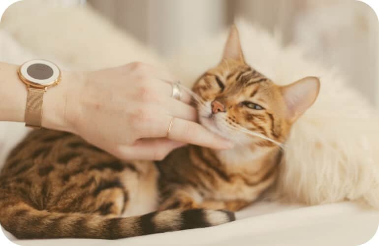 How to Choose the Right Bed for Your Cat