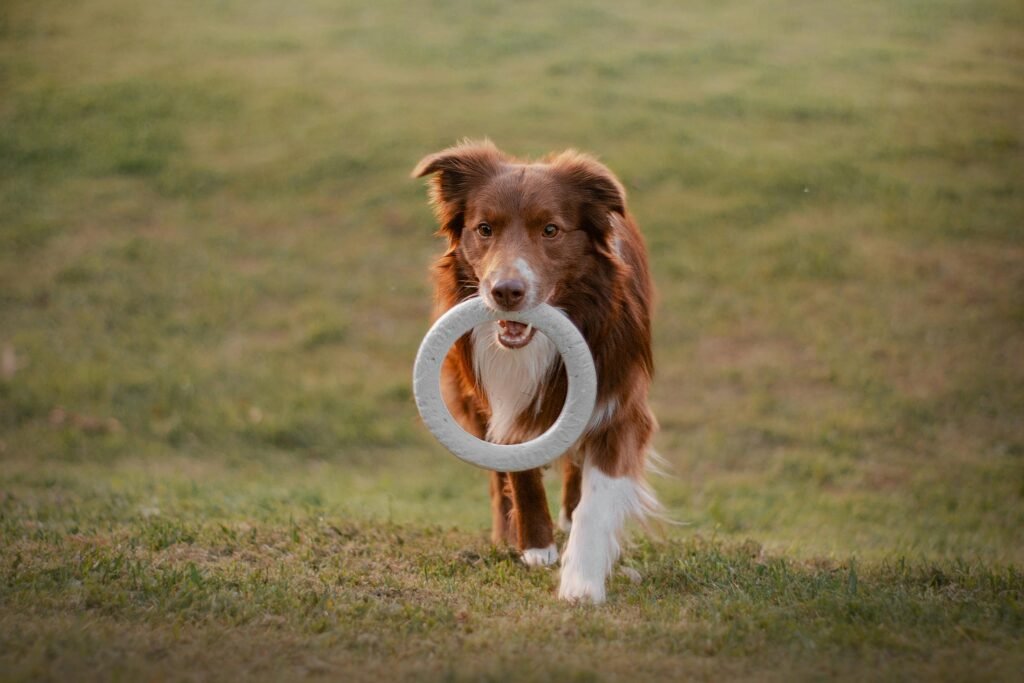 Simple Pet Care Tips Every New Pet Owner Should Know