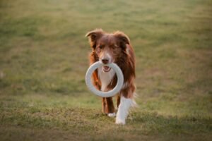 Durable Plush Toy